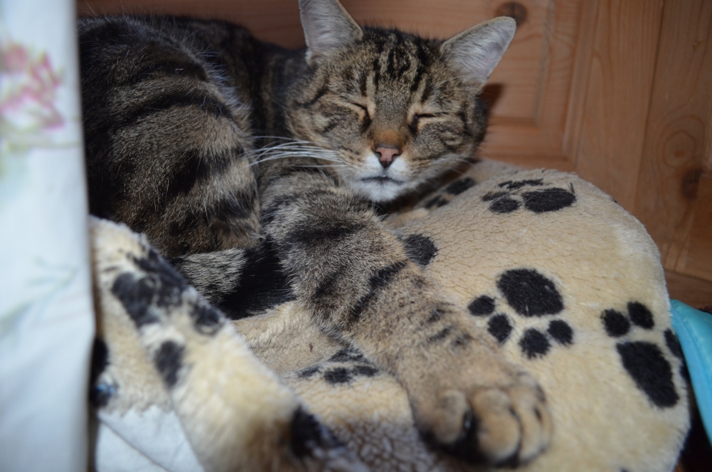 Hauskatze