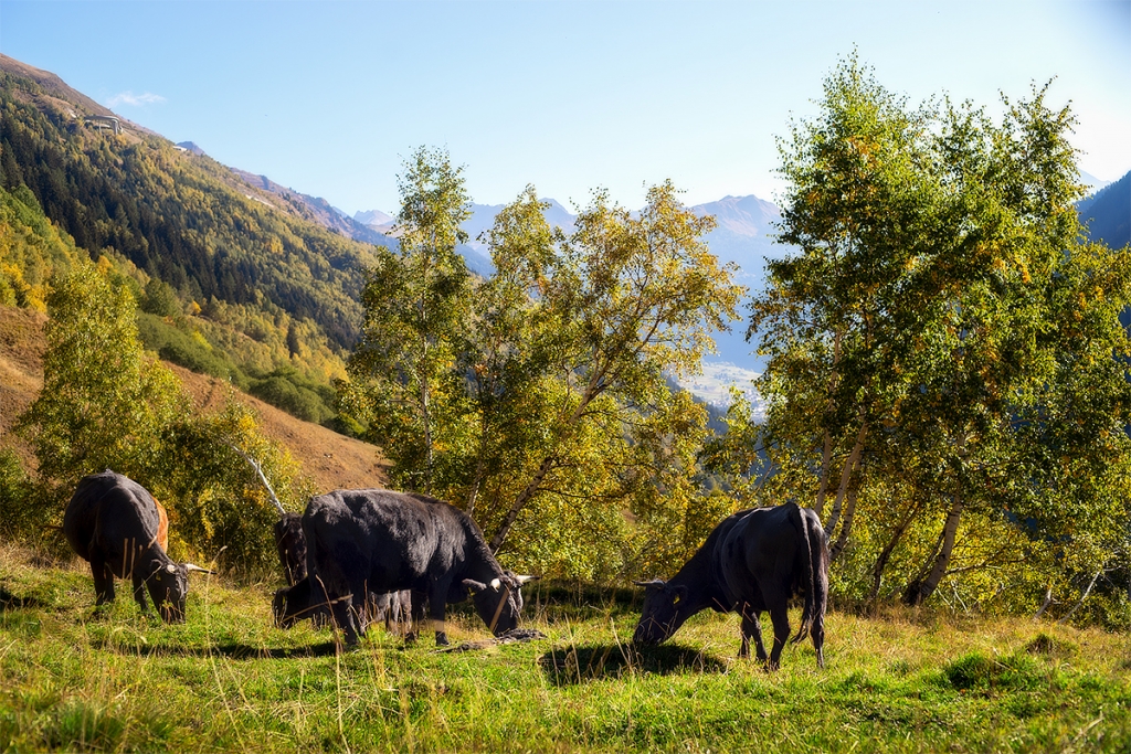 Le nostre mucche al pascolo