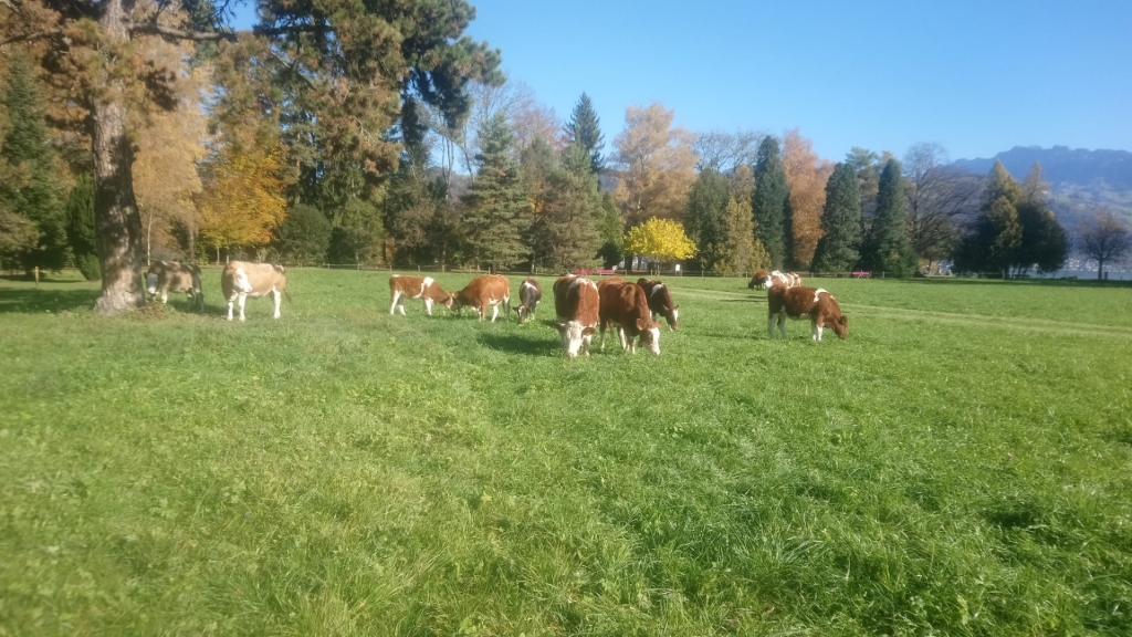 Rinder auf der Weide