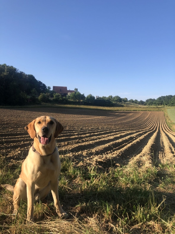 Unser Hund 