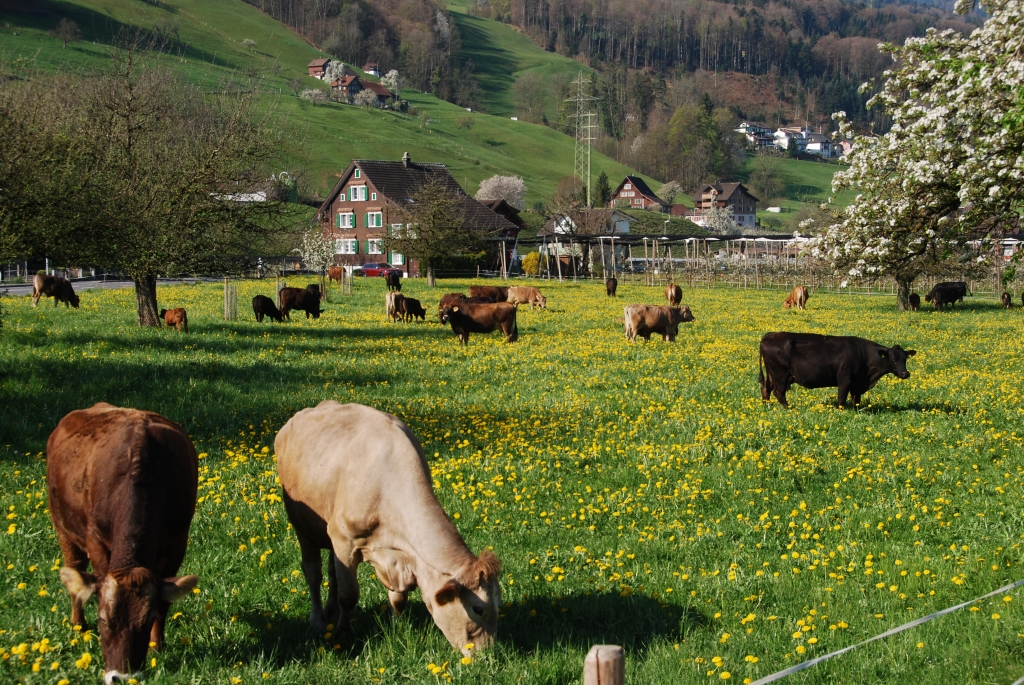 Kühe auf der Weide