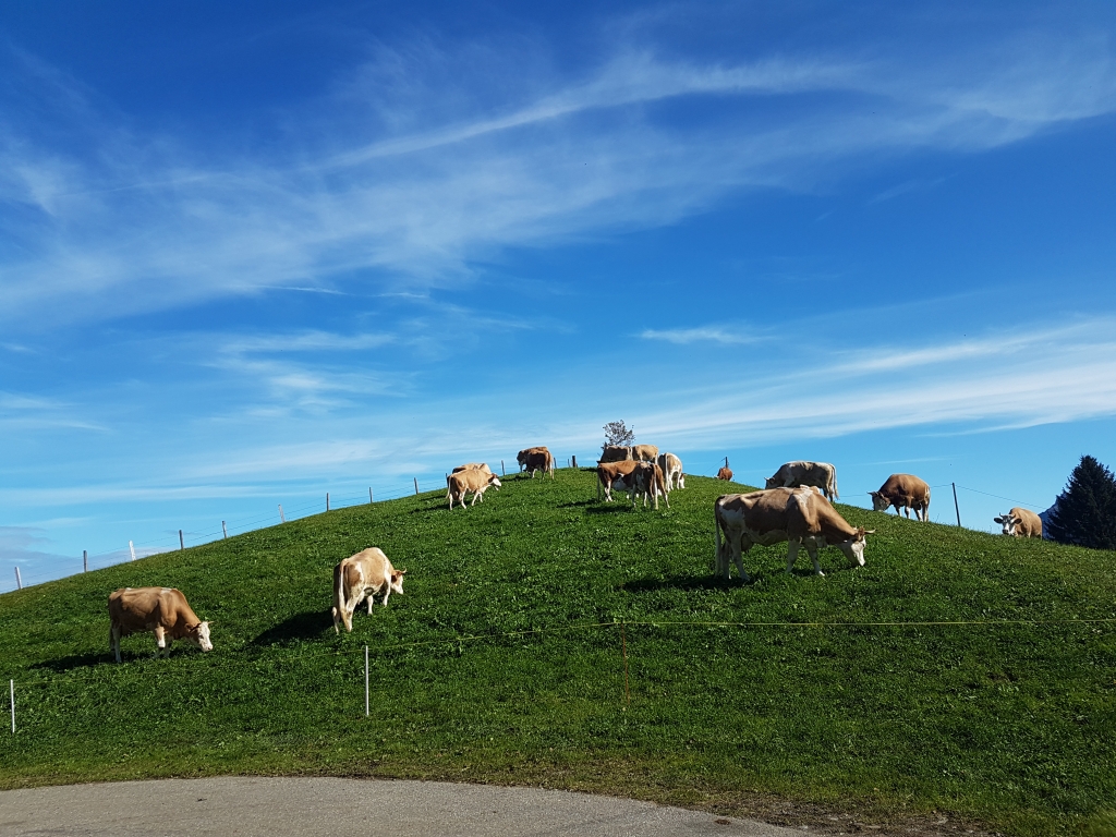 Unsere Kühe