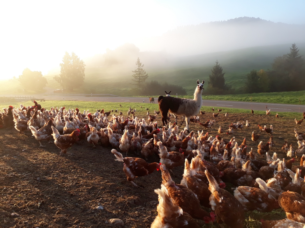 6000 Legehennen und zwei Lamas