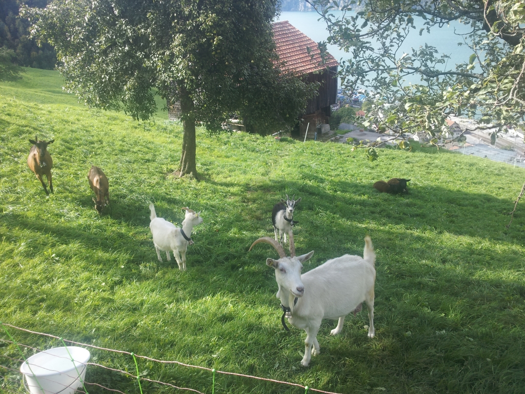 Unsere Ziegen ( biologische Staudenbekämpfer)