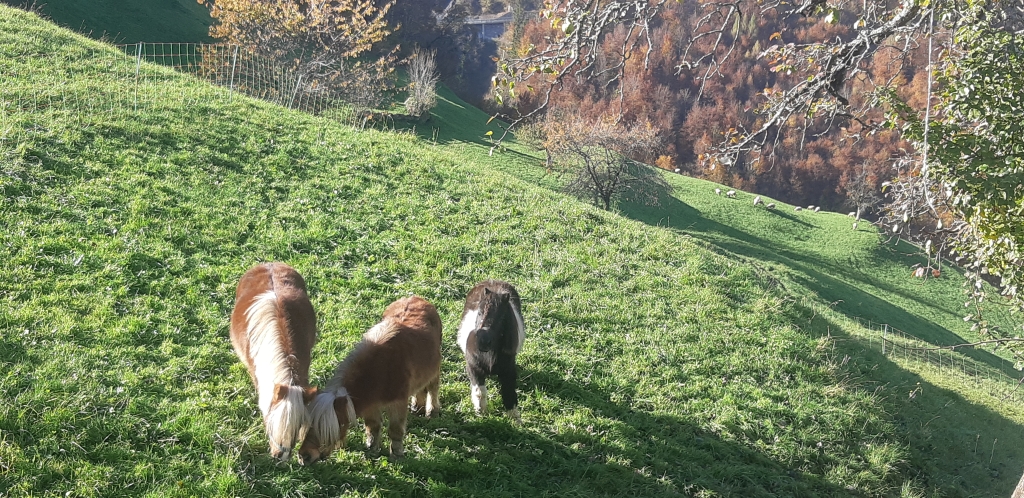 Unsere 3 Ponys