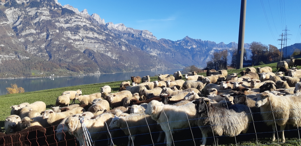 Unsere Schafe