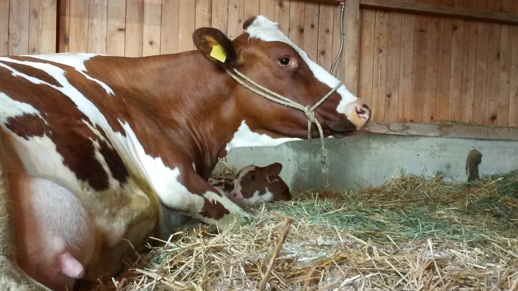 Geburt eines Kälbchens