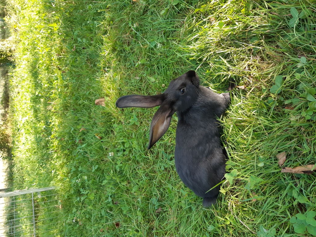 Kaninchen 