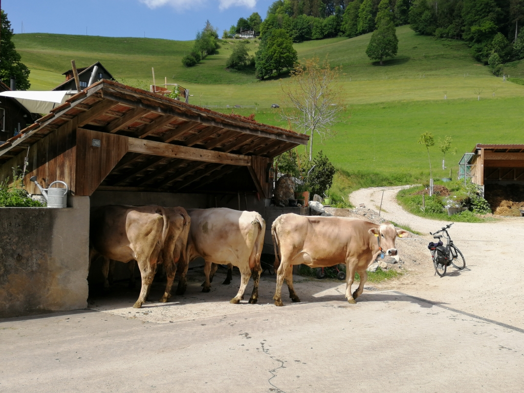 Unsere Kühe