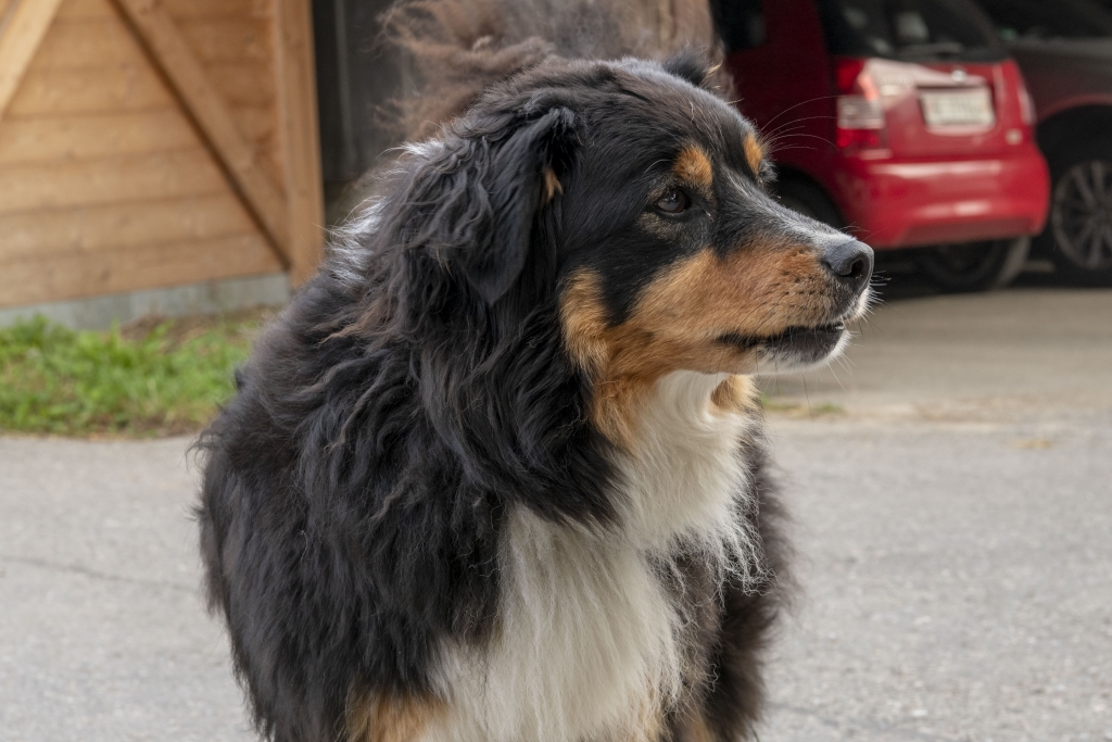 Tiere auf dem Hof