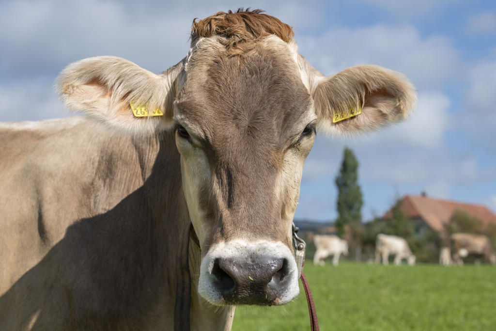 Tiere auf dem Hof