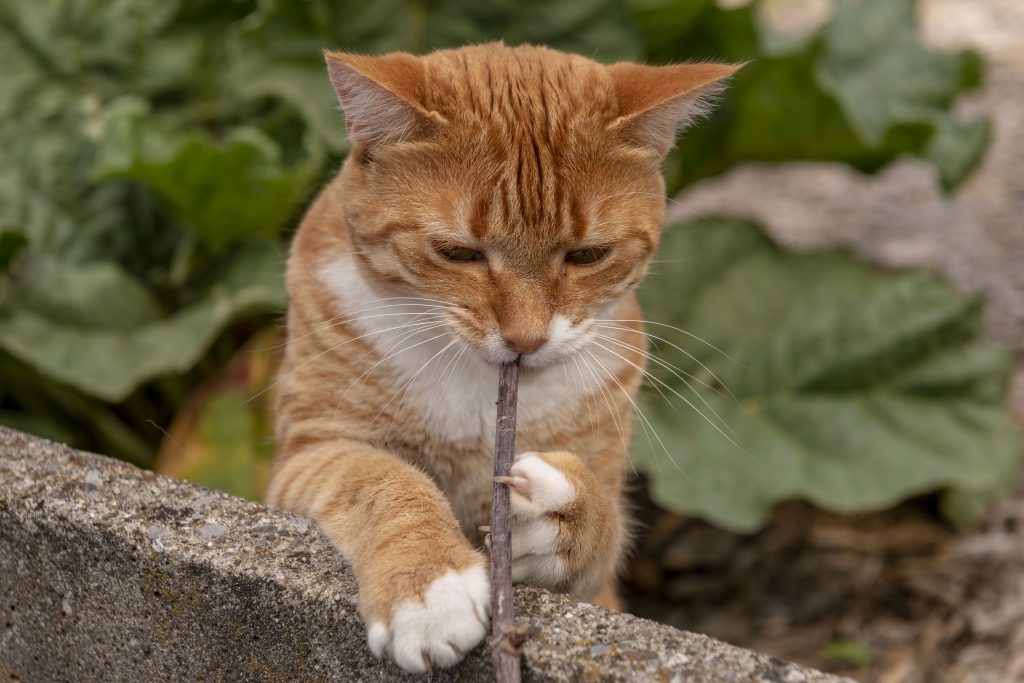 Tiere auf dem Hof