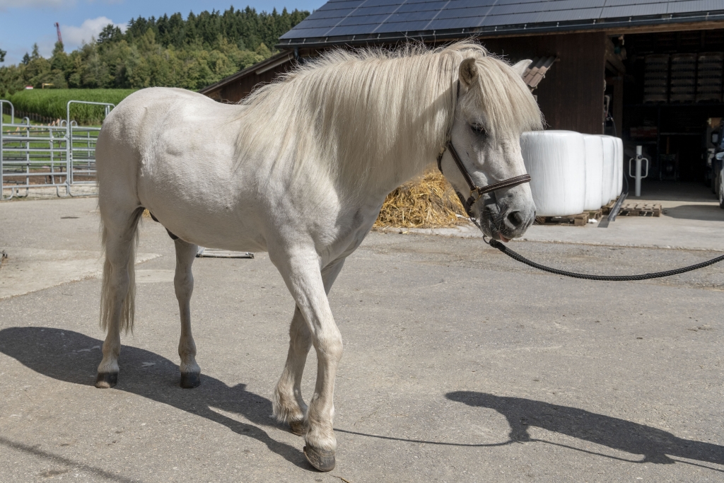 Tiere auf dem Hof
