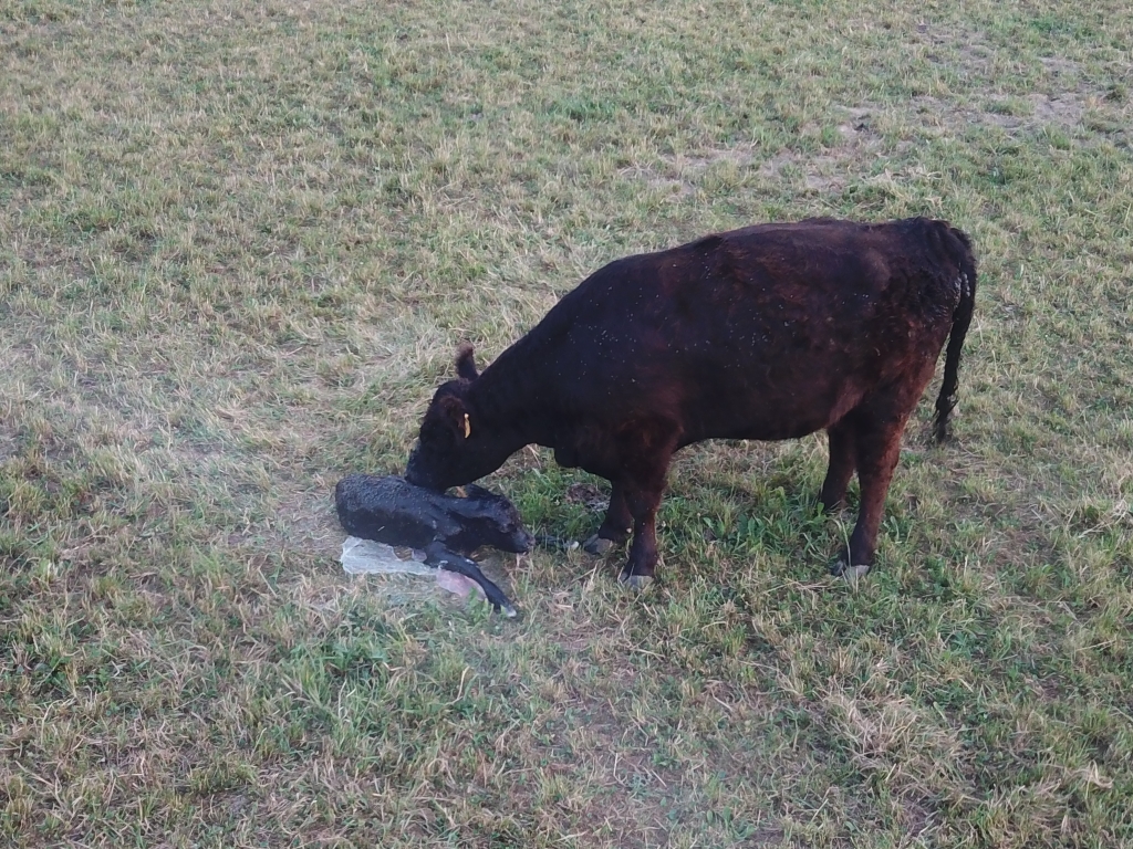 Unsere Galloways