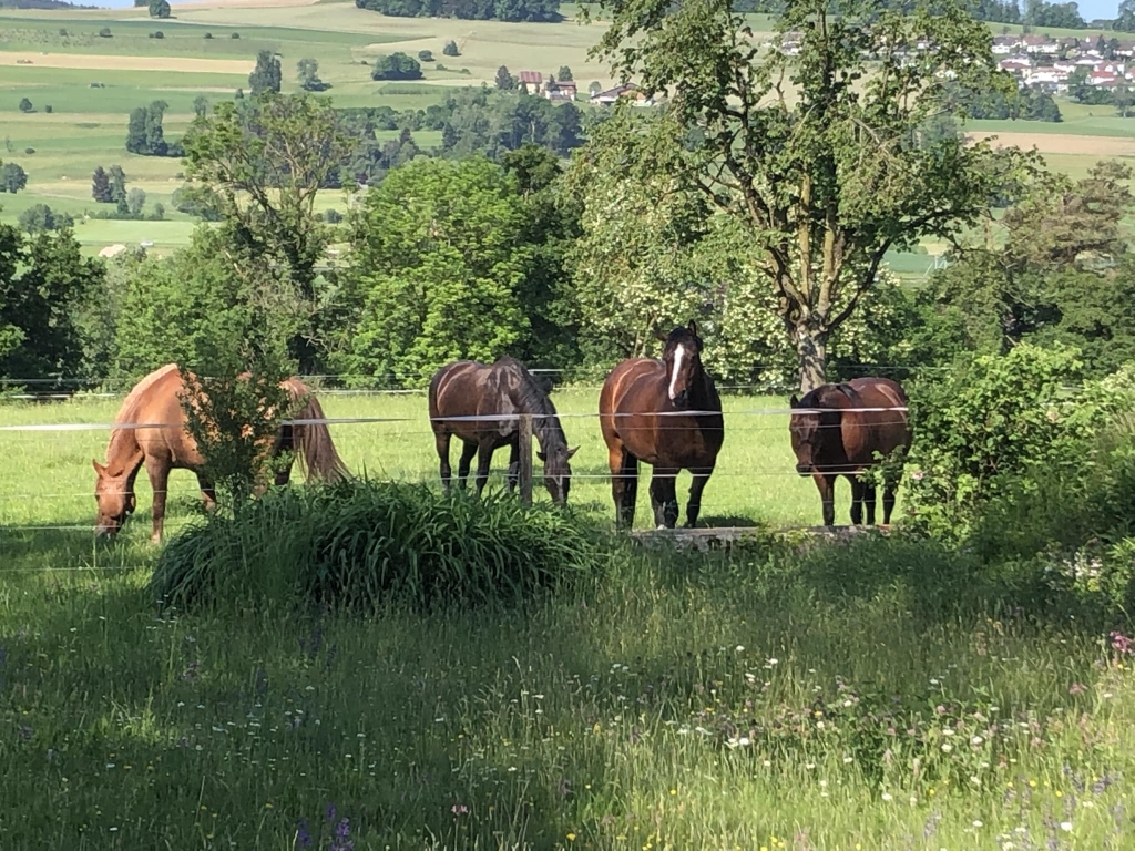 Pferde auf der Weide