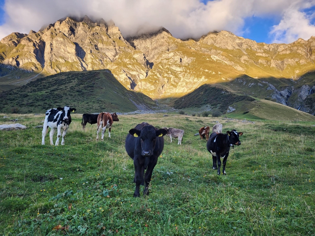 Weiderinder auf der Alp