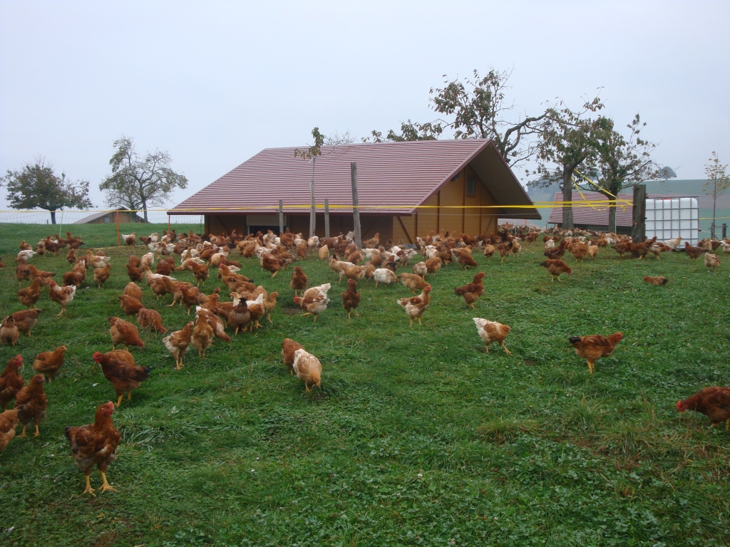 Bio-Poulets