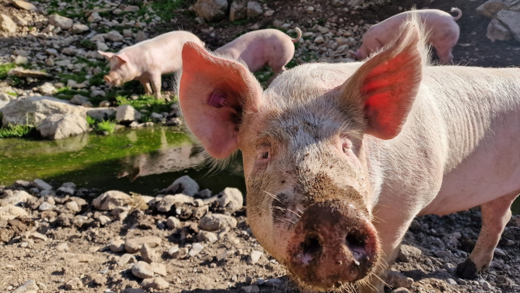 Alpsommer und die Schweine