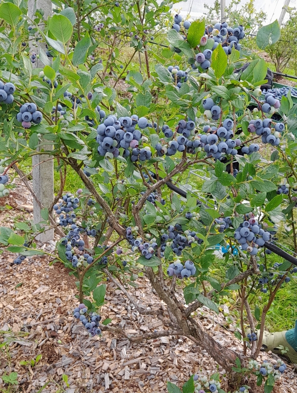 Heidelbeeren