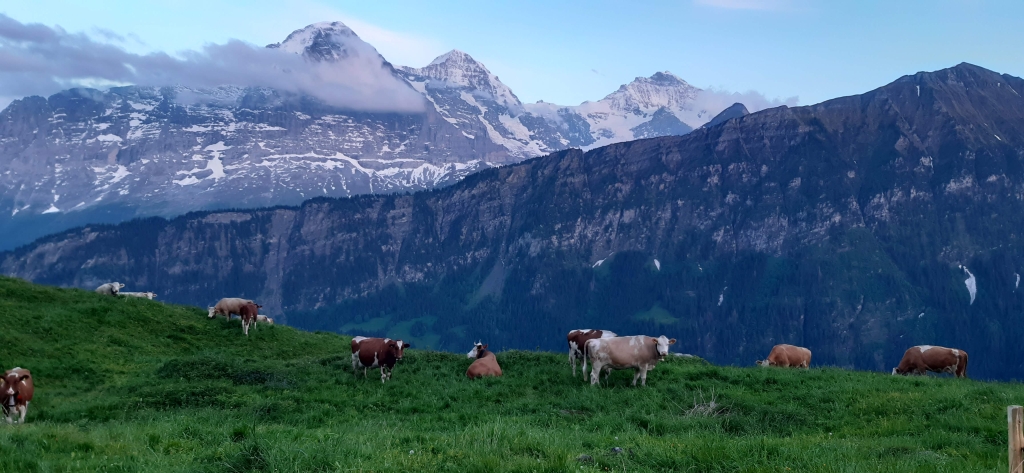 Auf der Alp Hintisberg