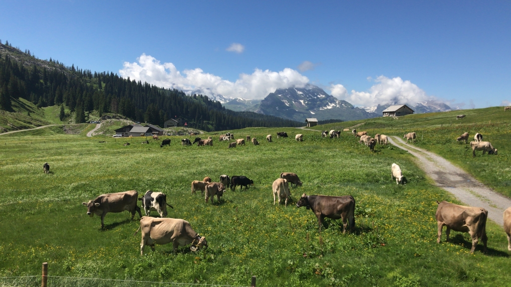 Unsere Kühe auf der Alp