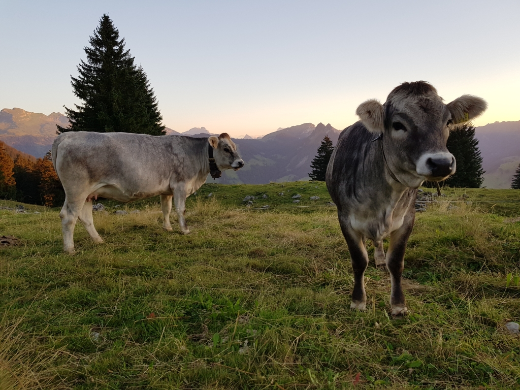 Tiroler Grauvieh