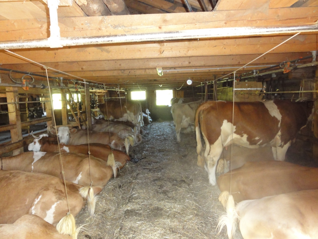Milchviehstall