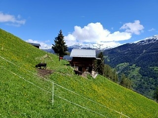 Le Mayen
