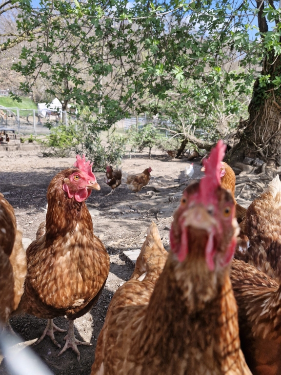 Galline