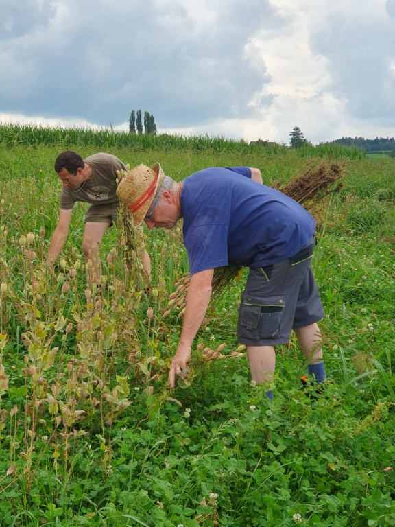 Mohn Ernte