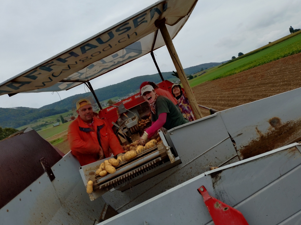 Kartoffelernte