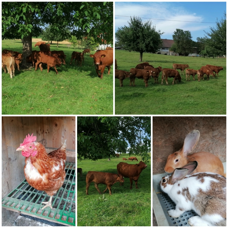 Tiere