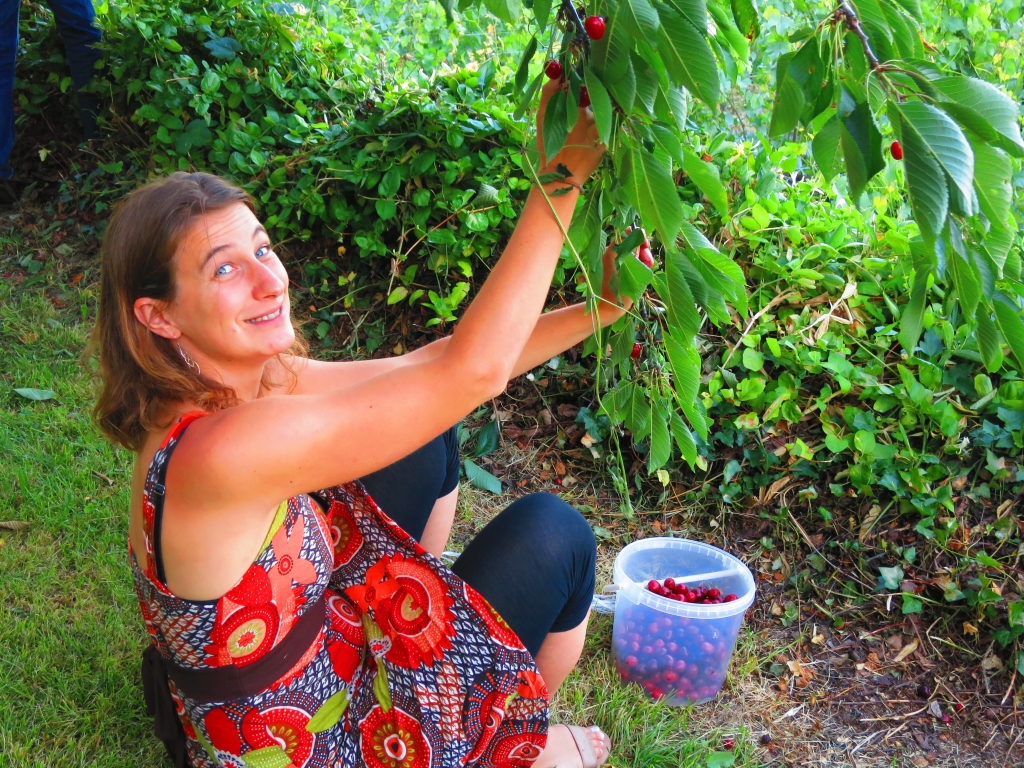 Récolte des fruits de saison