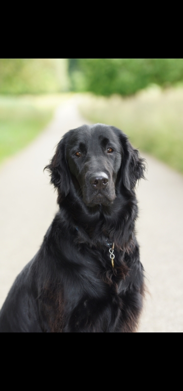 Hofhund