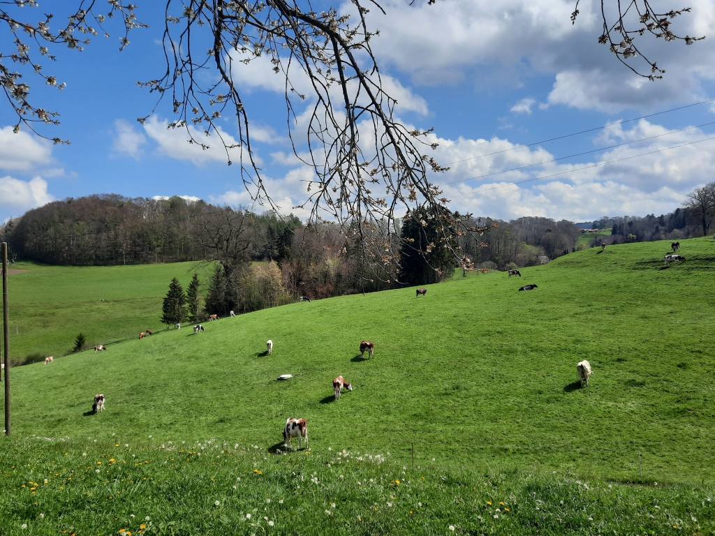 Unsere Kühe auf der Weide