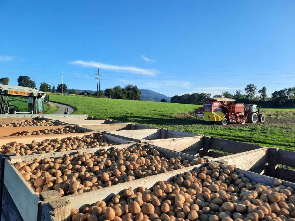 Kartoffelernte im August