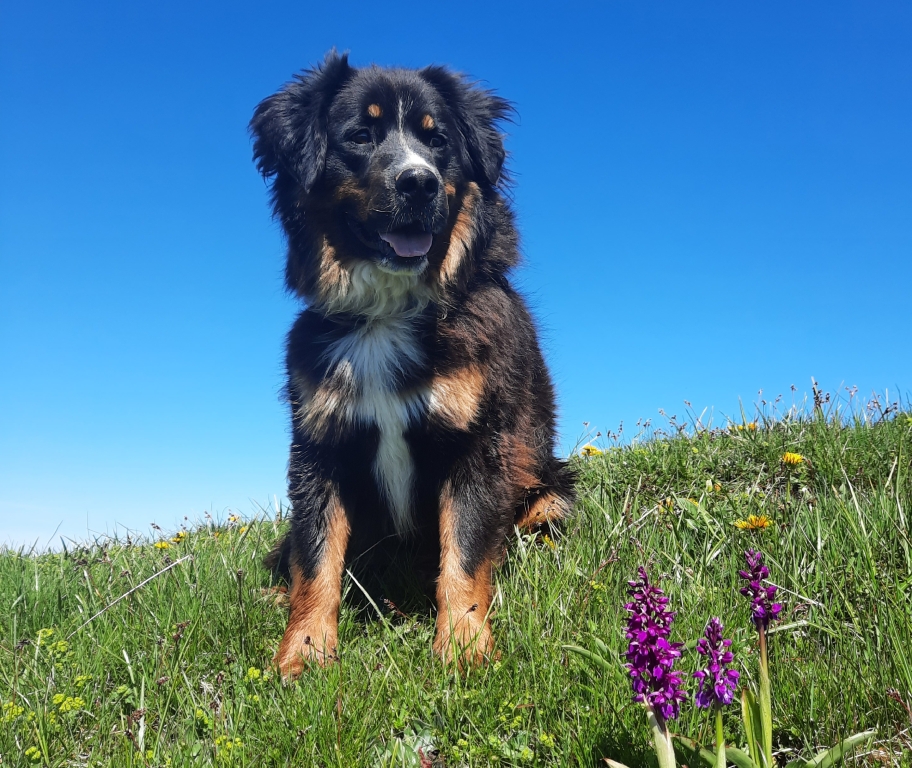Unser Hofhund Snap